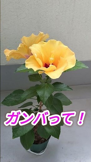 〈タイムラプス〉ハイビスカスちゃんの開花