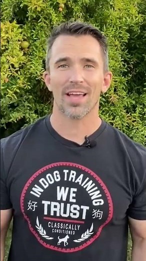 How to Talk to Your Dog So They Understand!