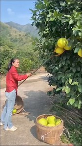 1.6M views · 9.9K reactions | Pomelo fruit harvesting Plants...