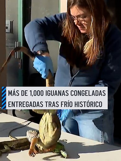 Iguanas en Broward: Más de 1,000 Rescatadas del Frío