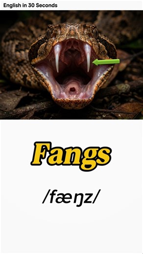 Can You Name These 7 Animal Parts? Test your English. #learnenglish
