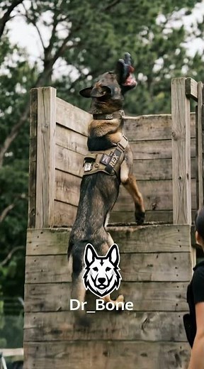He Caught It Mid-Air… While Climbing 😳🐕