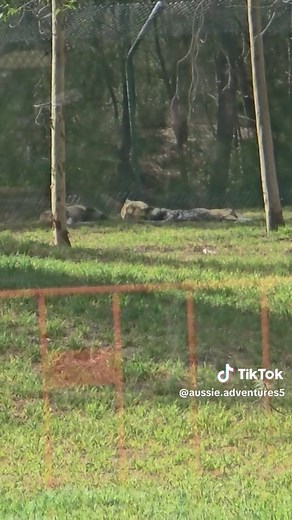 Explore the Wonders of Taronga Western Plains Zoo