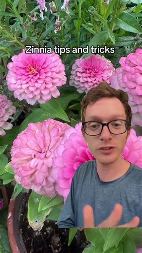 Essential Tips for Growing Beautiful Zinnias