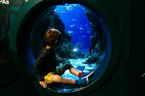 75 reactions · 17 comments | Visit the nation's biggest aquarium with the family and explore the depths of the ocean. Capacity is limited to ensure your safety and tickets must be pre-booked, secure yours now! | National Marine Aquarium | Facebook