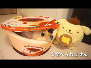 新しいプリンベッドに住み着いた愛犬が可愛い…笑