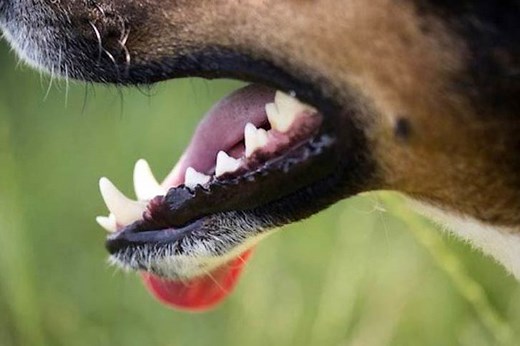 Teeth Chattering in Dogs: Causes and Treatment