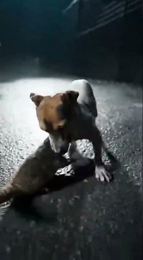 Fearless Dog Catches Huge Rat at Night | Brave Jack Russell Action
