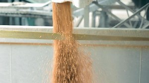 loading grain into a truck close-up. Soybeans are loaded for transportation. Concept of harvesting. Slow mo Close up