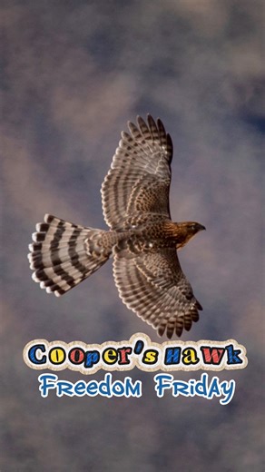 Happy Freedom Friday 🌳 This juvenile Cooper’s Hawk was found unable to fly more than two feet off the ground. During a thorough intake exam, our veterinary team observed that the bird was underweight and unusually quiet. As such, our team quickly began administering supportive care. After 28 days of treatment and rehabilitation at our wildlife hospital, the hawk showed significant improvement and was officially cleared for release by our veterinary team and release coordinator. Once the ideal r