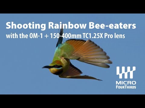 Rainbow Bee-eaters photographed with the OM-1