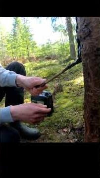 🐗🔥 Villisika jahtia itärajalla, osa 6. Villisikojen ruokintojen tervaa #metsästys #ruokintapaikka