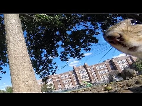 GoPro Awards: Squirrel Runs Off With GoPro