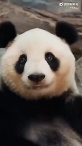 27K views · 3.6K reactions | Beautiful Angel  #panda #fluffy #pandas #cute #naturephotography #nature #care #beautiful #love #babypanda #babypandas #funnyanimals #playingtoys #playing | Pandas, a Light In My Heart | Facebook