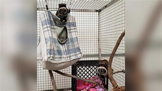 Monkeys that went missing for a day from Dallas Zoo get fed, snuggle up