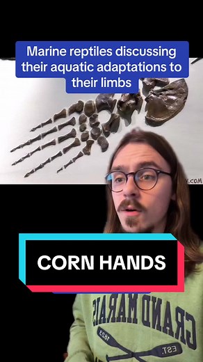 Marine Reptile Evolution: From Fingers to Flippers