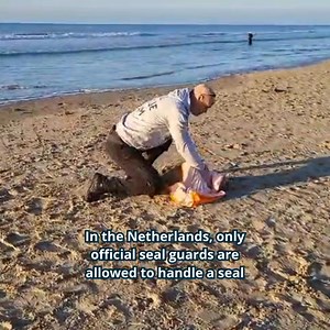 40K views · 304 reactions | Wist je dat een officiële...