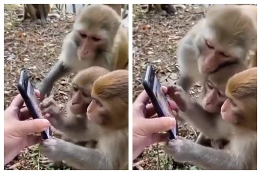 Viral Video: Monkeys Using Mobile Phone With Ease Proves They Have High Levels Of Intelligence | WATCH