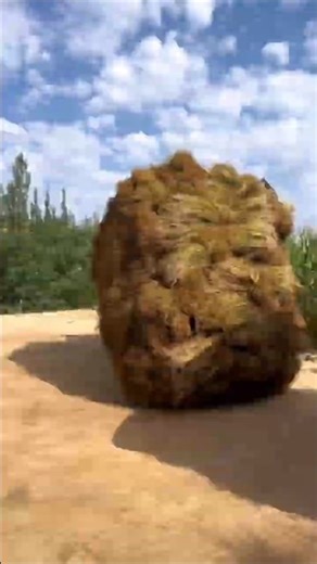 How do Chinese Farmers Cultivate Flax? #shorts #plants #farming