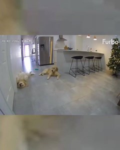 7.1K views · 149 reactions | ‼Last call for Furbo EOFY SALE‼ When...