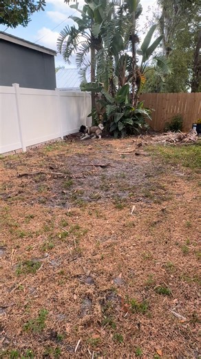 Lunis tries and fails to pick up a tennis ball because it’s in dirt 😂#akita #puppyplaytime #dogfail #cutedogs #ridiculous | Mallory Bernard