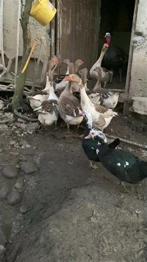 Funny Duck Sounds – Quacking Compilation #duck#ducklife#farmanimals#cuteanimals#animalvideos