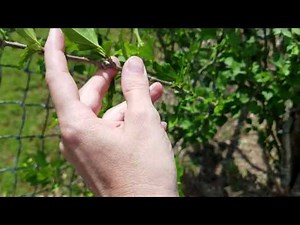 Selecting Stems for Rose of Sharon Cuttings