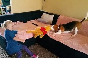 Watch How These Two Adorable Best Friends Play Together At Home!