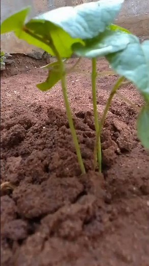 La culture du gombo : cultiver le gombo à la maison. #agriculture
