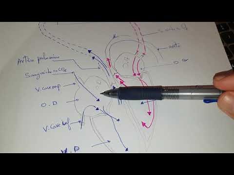 Blood circulation in the heart