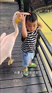 Pelican Lad's Unforgettable Feeding Frenzy: A Taste Adventure