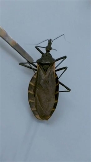 Kissing bugs in Ohio: What to know about the insects linked to a potentially life-threatening disease https://www.10tv.com/article/news/health/kissing-bugs-insects-potentially-life-threatening-chagas-disease/530-2fc21333-d260-41e7-9beb-fdfd7f22b5d1 | 10TV - WBNS