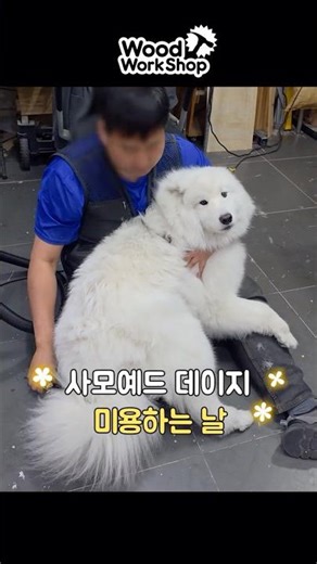사모예드 데이지 미용하는 날~ #samoyed #사모예드