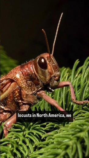 What’s the difference between cicadas and locusts? #shortsfeed #shortsvideo #shorts