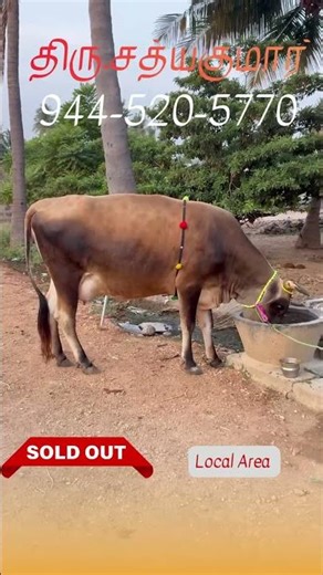 #சிறந்த மாடுகள் தேர்வு #cow #cows #jersey #hf #gir #shorts