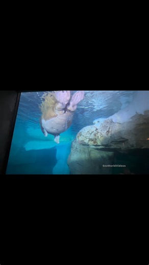 4.8K views · 76 reactions | Hangin out with the Walruses and the guests love them!  #cuteanimals #funnyvideos #funny #funnyreels #walrus #seaworld #reelsfypシ #reelsfb #fun #cute | SeaWorld Videos | Facebook