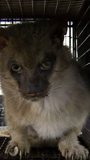 Feral Cat Day was created to raise awareness about community cats, promote TNR (Trap-Neuter-Return) and encourage others to get involved to do their part to help change the world for cats!Cats that live out on the streets didn’t choose this way of life, they were let down by people… There’s lots of problems in the world, but this is one that EVERYBODY can help solve and stop the cycle of suffering… These transfurmations are the BEST part of kitty rescue work.I hope my posts have inspired others