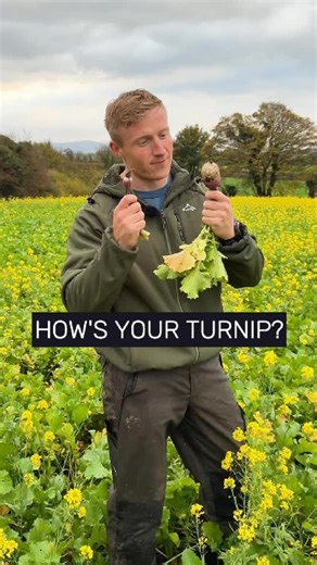 How are your turnips ? Low testosterone can be effecting you And you may not even know it If you’re energy is always low, carrying extra weight, or just not getting that morning wood anymore it might be time to check your T levels. It’s not something to be ashamed about Getting it checked out and taking the necessary action Will drastically improve your wellbeing 4 simple ways to naturally boost testosterone: 1. Burn fat – excess body fat can lower T levels. Start managing your nutrition and up 