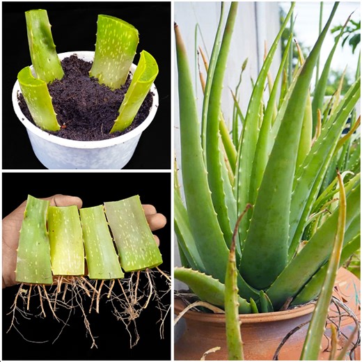 How to grow aloe vera plant at home from leaves || Best & easy method for planting | Dian Creative
