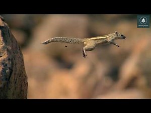 Squirrel Jump 🐿️ 🐿️ Amazing Nature video