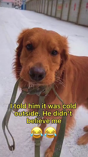 Funny Cold Dog Meme Compilation