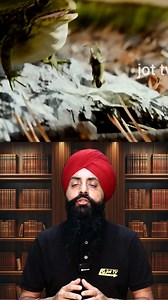 296K views · 9.1K reactions | Frog Stomach Hatchery: The Unique Egg-Storing Strategy! 讀 #FrogFacts #GastricBrooding #AmphibianAdaptations #WildlifeWonders #AnimalParenting frog facts, gastric brooding, amphibian adaptations, wildlife wonders, animal parenting. | Jot TV | Facebook