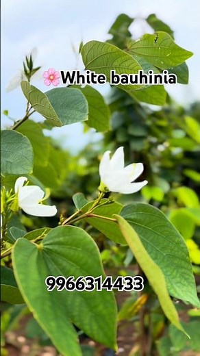 🌿 White Bauhinia Plants Available | Best Ornamental Tree | Farming