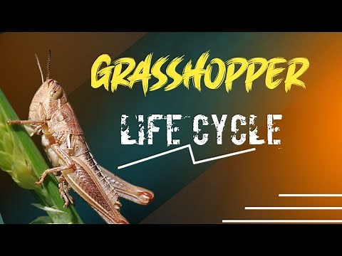 Grasshopper: A life ||The life cycle of a Grasshopper ||