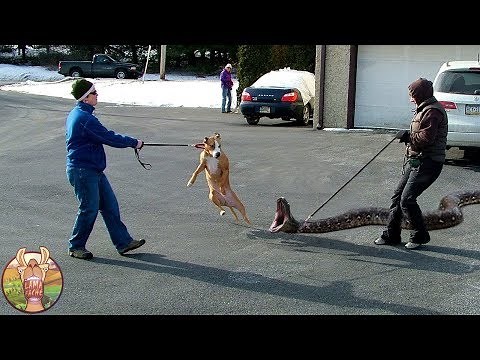 15 ANIMAUX DE COMPAGNIE LES PLUS INSOLITES DU MONDE | Lama Faché