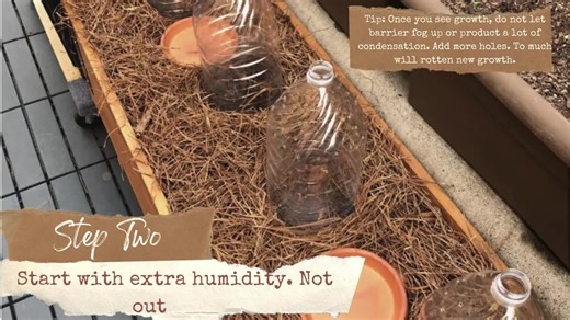 Encore Raspberry Plants – Bare Root Cane, 1-year-old – Late-season Red Variety – Large, Sweet Berries – Cold Hardy Hand Picked Nursery - Etsy