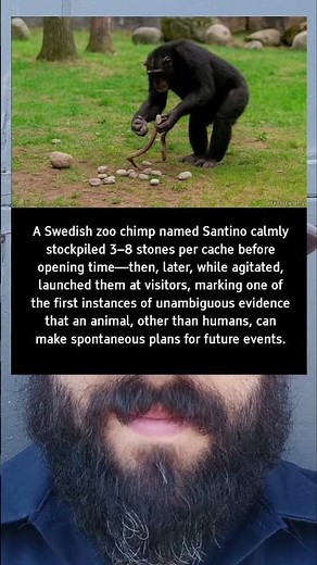 “This Chimp Planned Attacks Like a Human 😳🐒🪨”#viral