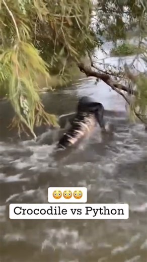 Florida Alligator VS. Burmese Python! This video was produced by Network Media LLC and Amber Marie | Amber Marie