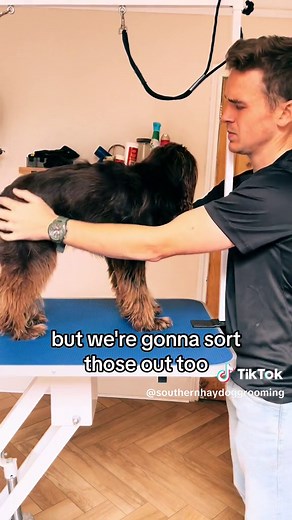 Understanding Your Cockapoo: Is Yours More Cocker than Poo?