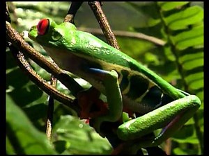 Amphibien